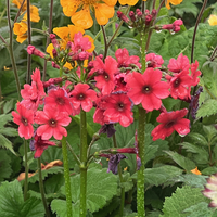 Primula japonica 'Miller's Crimson'